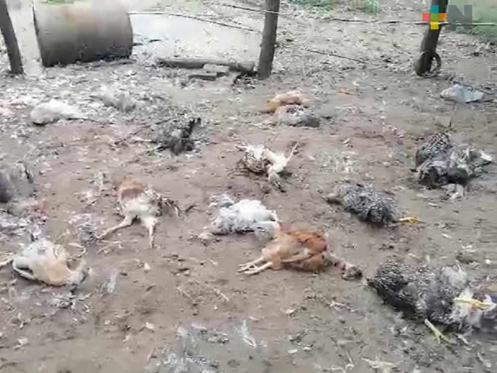 Reportan extranas muertes de animales traspatio en San Juan Evangelista II