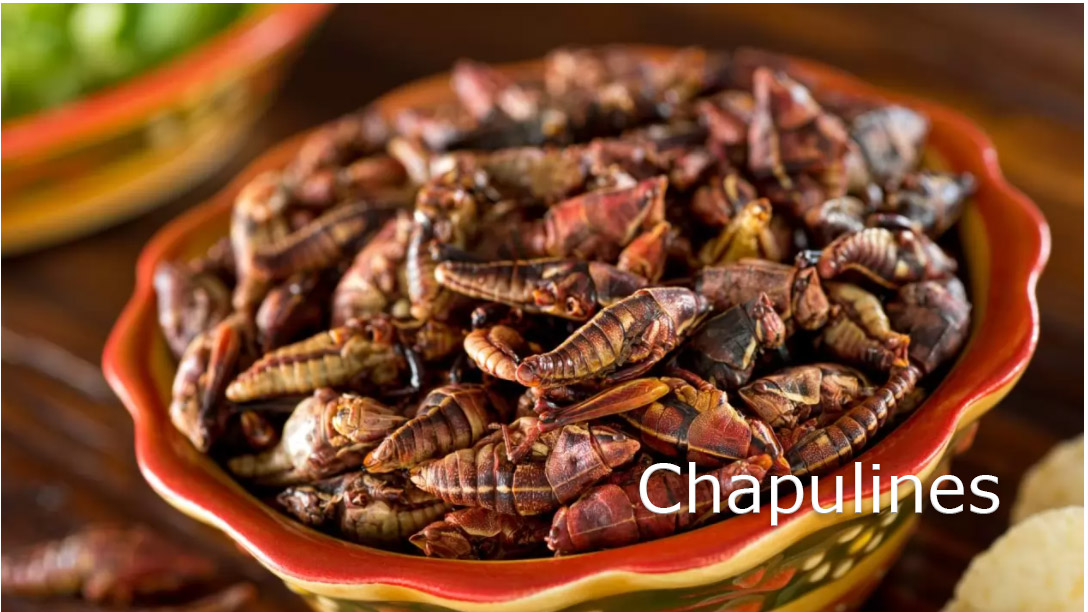 CHAPULINES