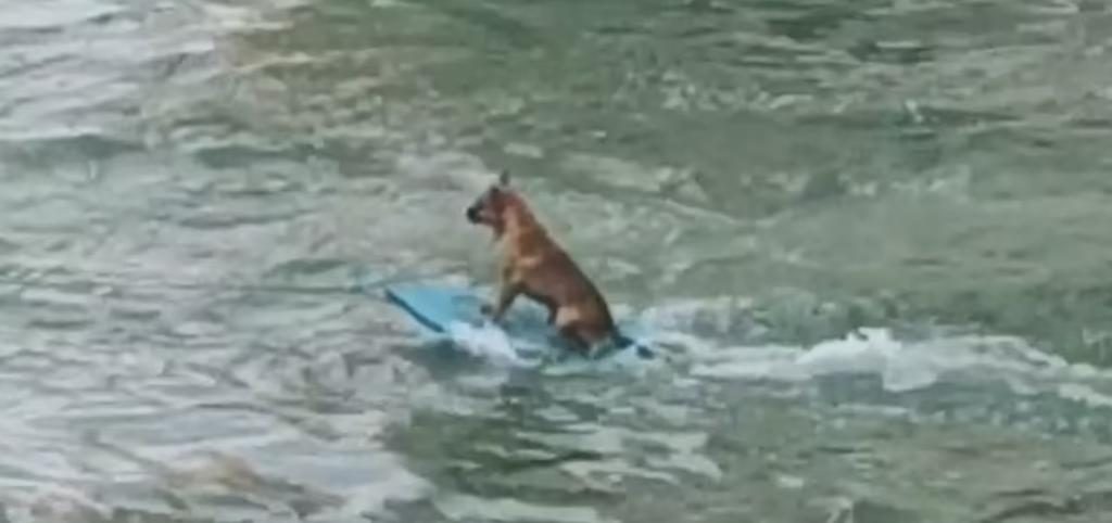 PERRO SURFISTA