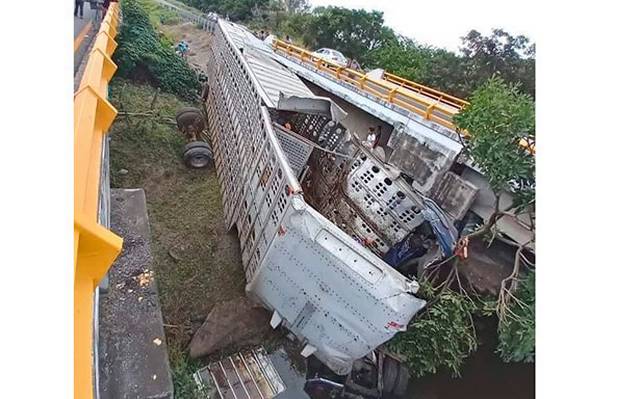 Trailer con ganado cayo de un puente