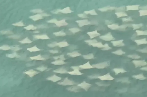 Mantarrayas en Veracruz 590x390 jpg