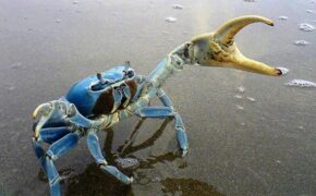 images (5)