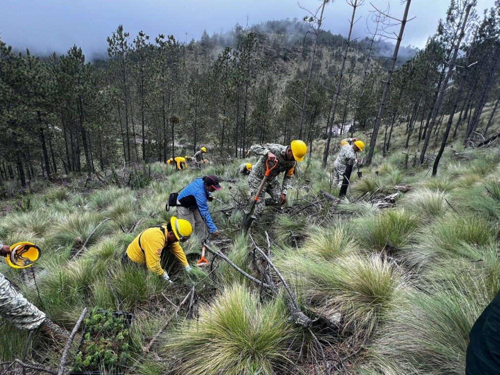 Ejército y autoridades realizan mega jornada de reforestación en el Parque Nacional Pico de Orizaba IMG 20250728 WA0027