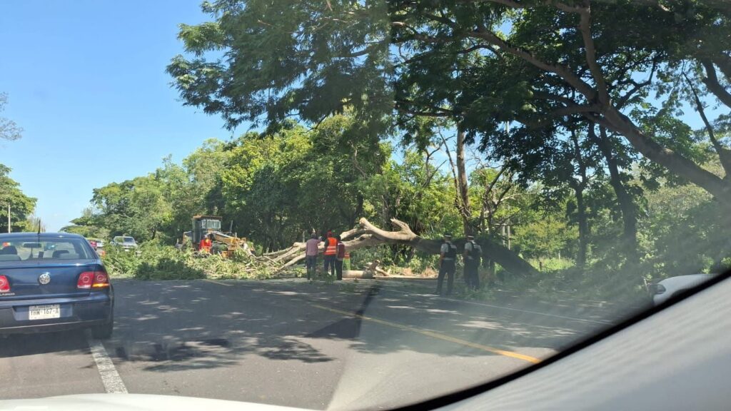 Cierre parcial en la carretera Veracruz–Alvarado por caída de árbol IMG 20250730 WA0000