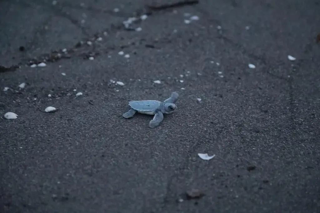 Liberan más de 170 crías de tortuga marina en playas del norte de Veracruz IMG 20250730 WA0003 jpg