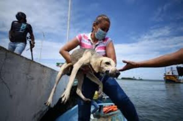animales abandonados oko0k