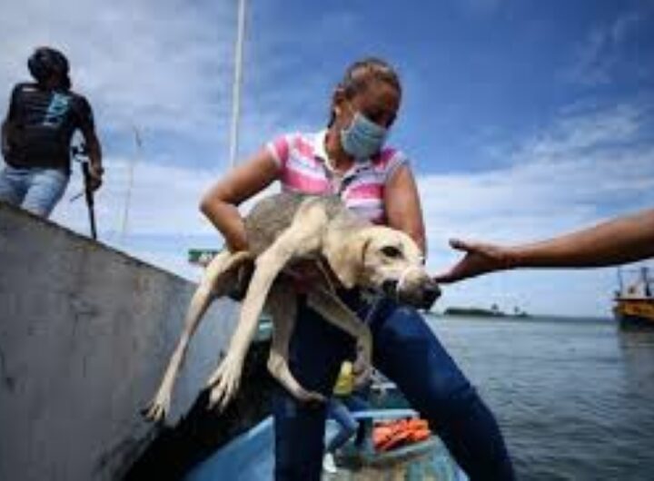 animales abandonados oko0k