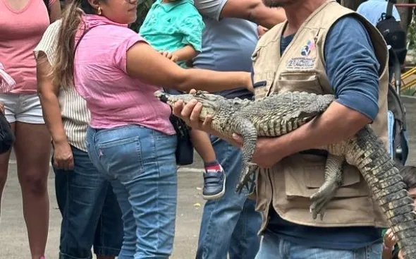 COCORILO 590x367 jpg