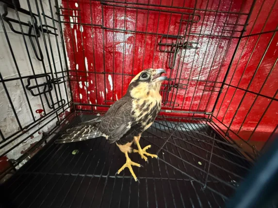 HALCON 573x430 jpg