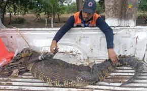 cocodrilo en terreno de Medellin de Bravo 290x180 jpg