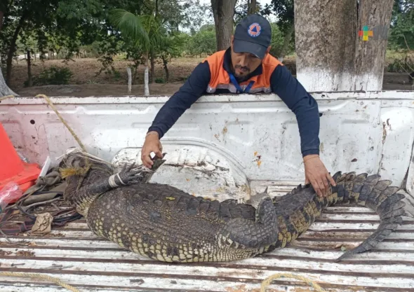 cocodrilo en terreno de Medellin de Bravo 590x417 jpg