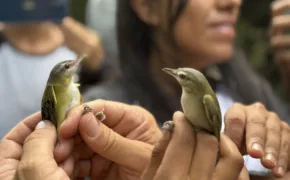 pajaros anton lizardon 290x180 jpg