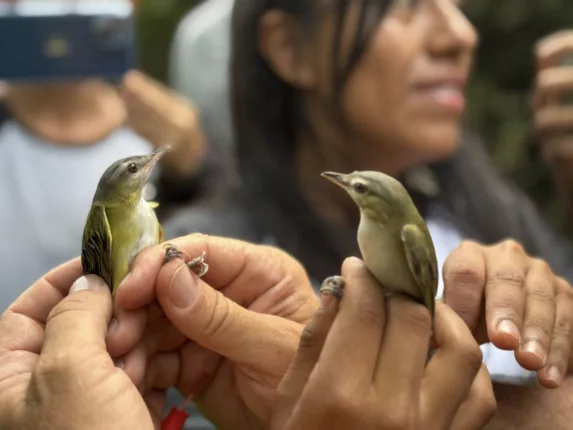 pajaros anton lizardon 573x430 jpg