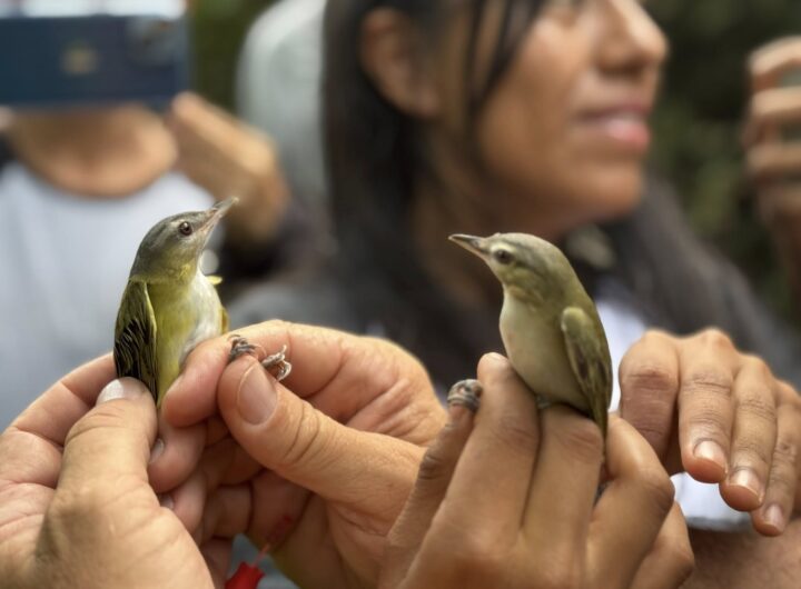 pajaros anton lizardon