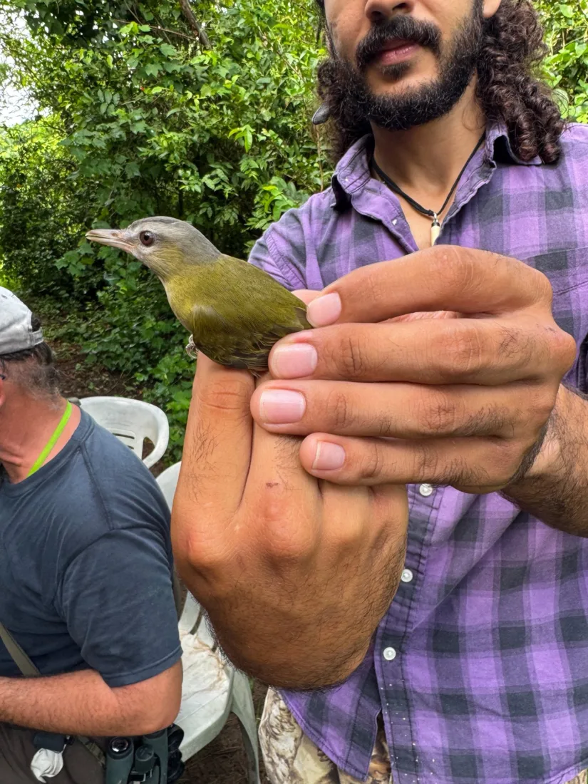 En Antón Lizardo se ha detectado la llegada de aves de otros países, checa de cuáles pajaros anton lizardon2