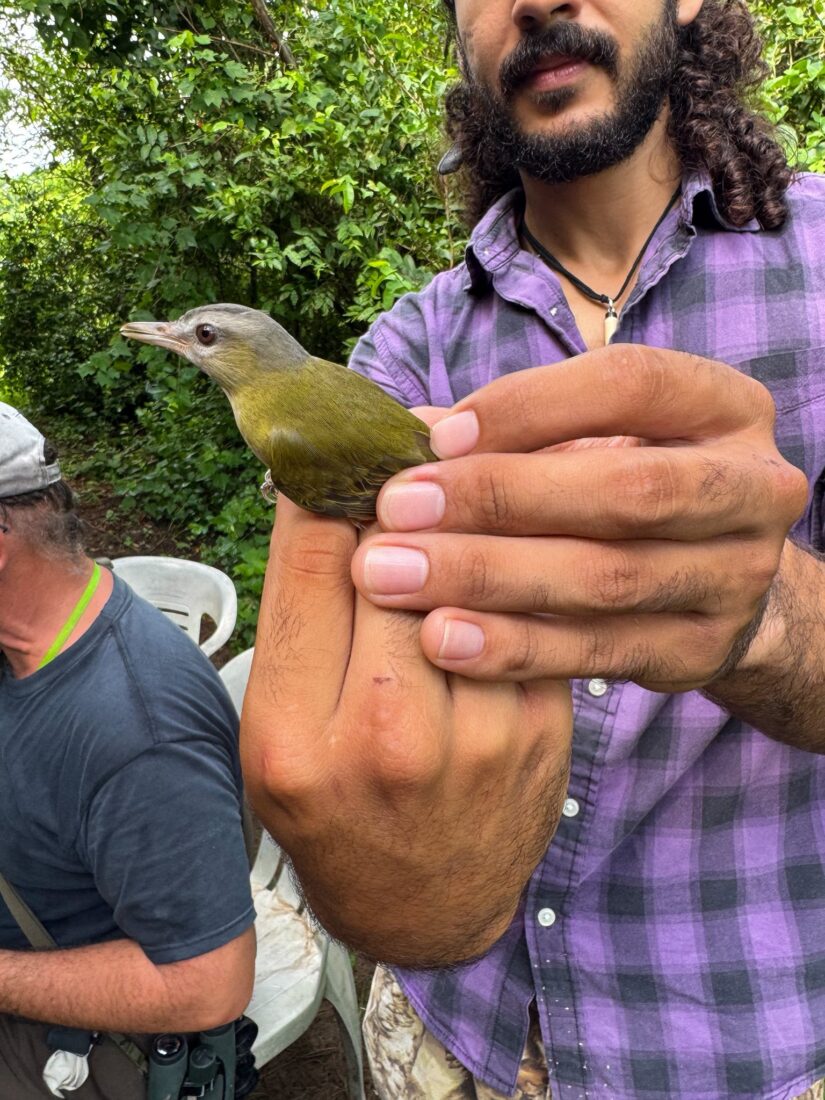 pajaros anton lizardon2