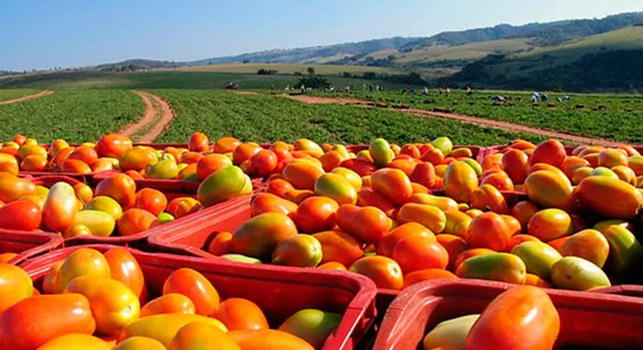 Sector agrícola proyecta cómo restablecer producción en el norte del estado JITOMATE jpg