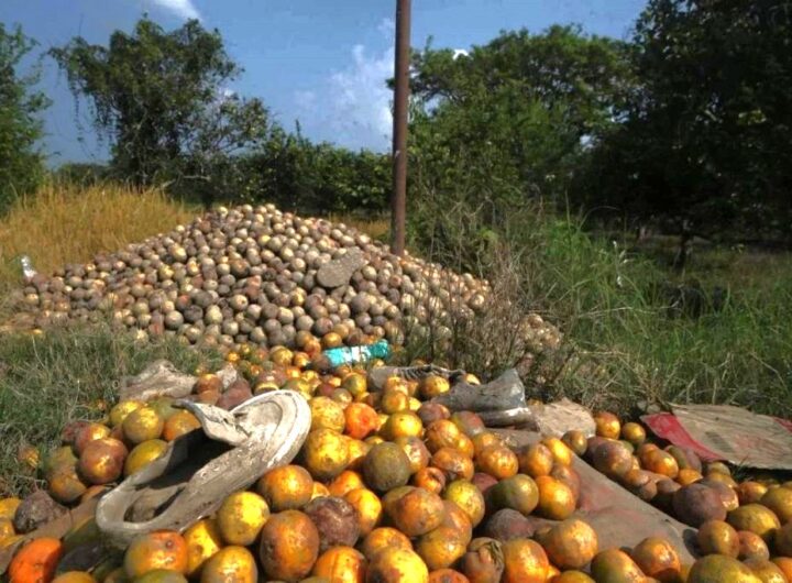 Intensas lluvias acaban con el cultivo de naranja en Veracruz MERMA 1024x683 1