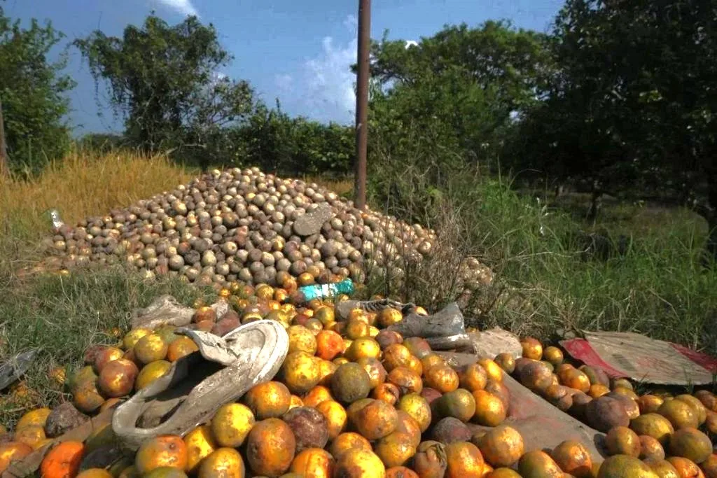 Intensas lluvias acaban con el cultivo de naranja en Veracruz MERMA 1024x683 1 jpg