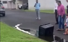 PITON VISTO EN LA RIVIERA VERACRUZANA