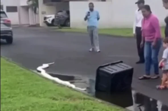 PITON VISTO EN LA RIVIERA VERACRUZANA