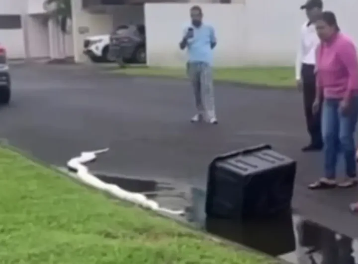 PITON VISTO EN LA RIVIERA VERACRUZANA