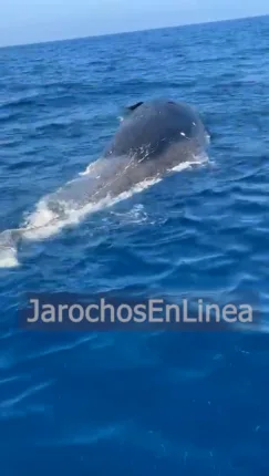 Localizan cachalote muerto frente a las costas de Úrsulo Galván cachalote 243x430 jpg
