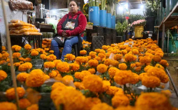 Flores de cempasúchil para elaborar altares de muertos en mercado San José de Xalapa flores de cempasuchil 590x364 jpg