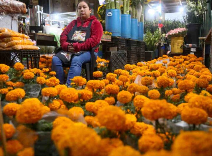 Flores de cempasúchil para elaborar altares de muertos en mercado San José de Xalapa flores de cempasuchil