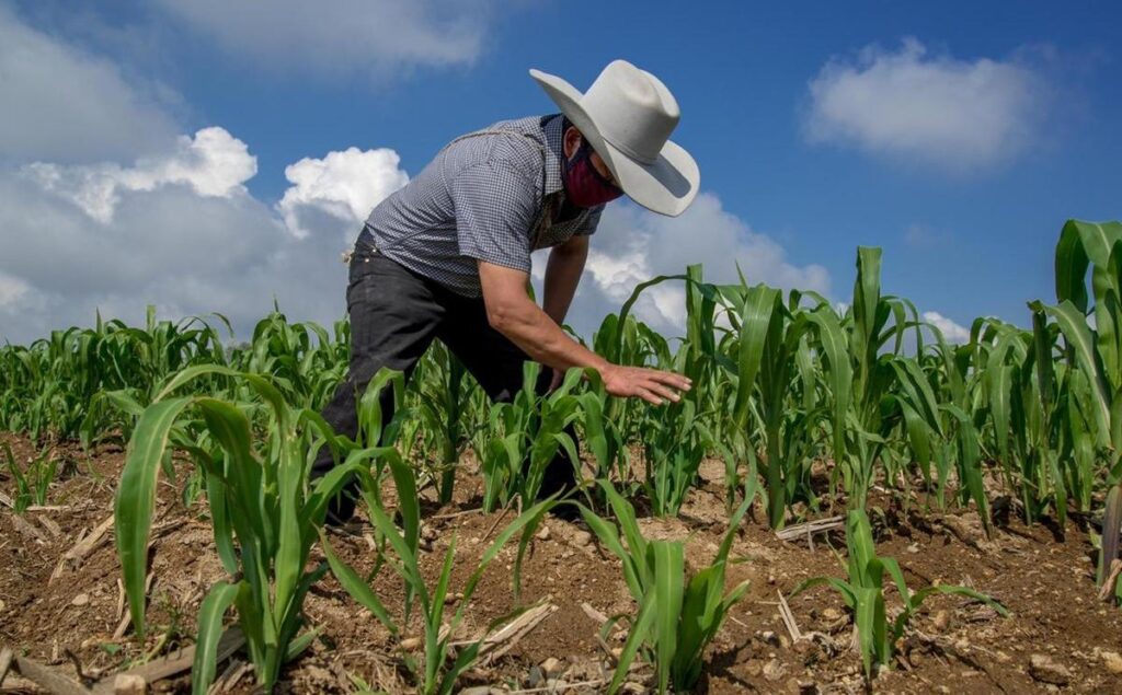 lluvia beneficia agricultores en el