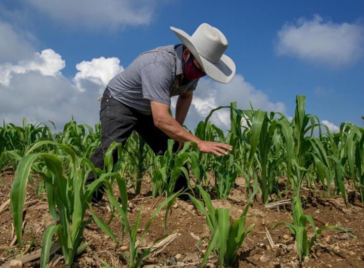 lluvia beneficia agricultores en el