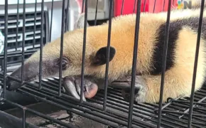 oso hormiguero que fue hallado en una vivienda de la colonia Las Amapolas I 2 290x180 jpg