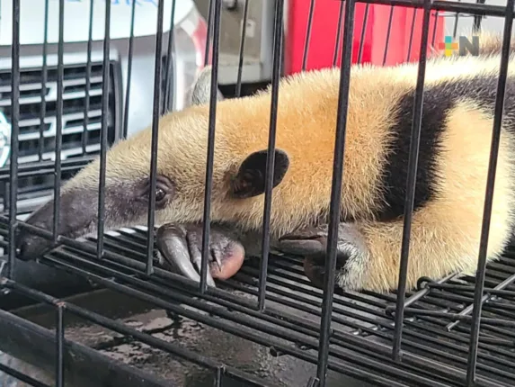 oso hormiguero que fue hallado en una vivienda de la colonia Las Amapolas I 2 573x430 jpg