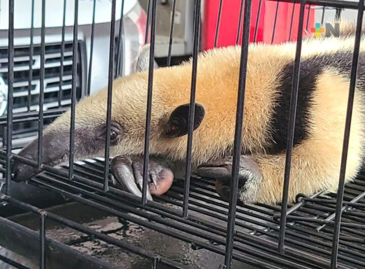 oso hormiguero que fue hallado en una vivienda de la colonia Las Amapolas I 2