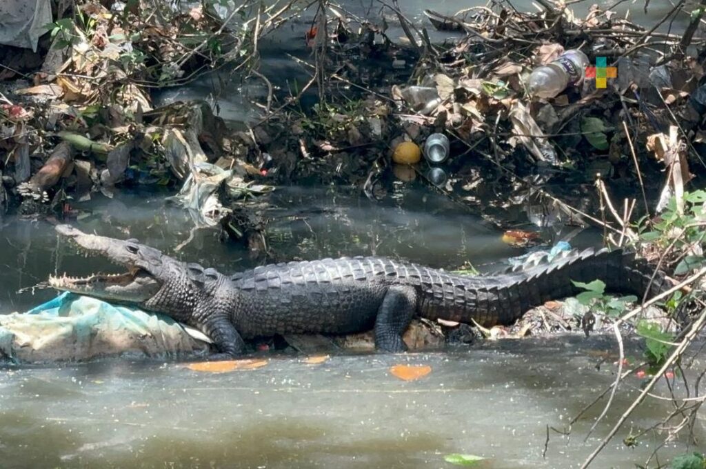 COCODRILO EN COLONIA DE MINATITLAN
