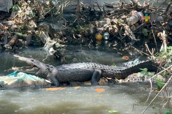 COCODRILO EN COLONIA DE MINATITLAN 590x392 jpg