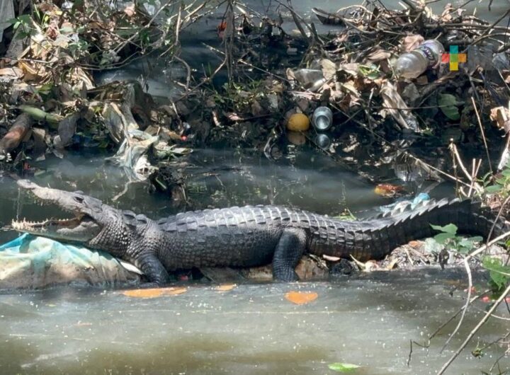 COCODRILO EN COLONIA DE MINATITLAN