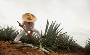 Jalisco Tequila Jimador en campo agavero web 290x180 jpg
