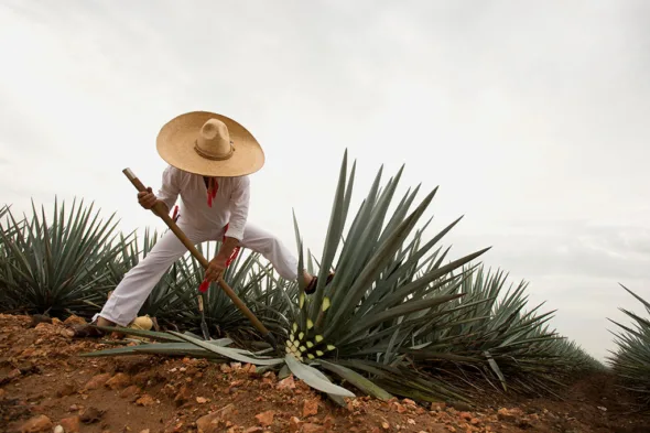 Jalisco Tequila Jimador en campo agavero web 590x393 jpg
