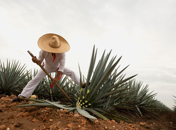 Jalisco Tequila Jimador en campo agavero web