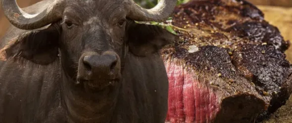 carne de bc3bafalo 660x330 1