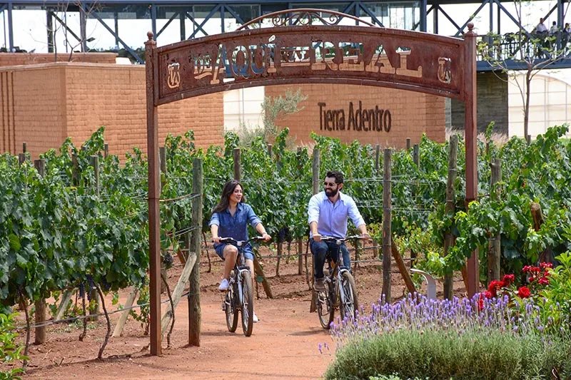 ZACATECAS vinedos grande