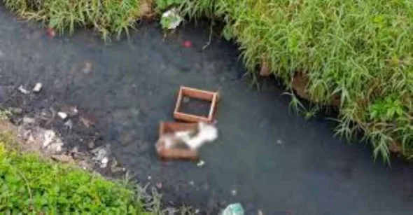 FETO EN VERACRUZ 590x307 jpg