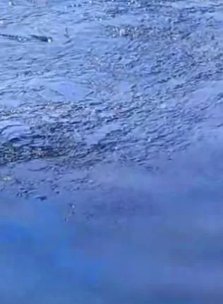 IMG 0711 316x430 jpeg